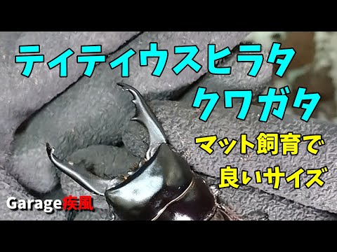 ティティウスヒラタクワガタ　マット飼育でなかなか良いサイズが羽化しました　#クワガタ