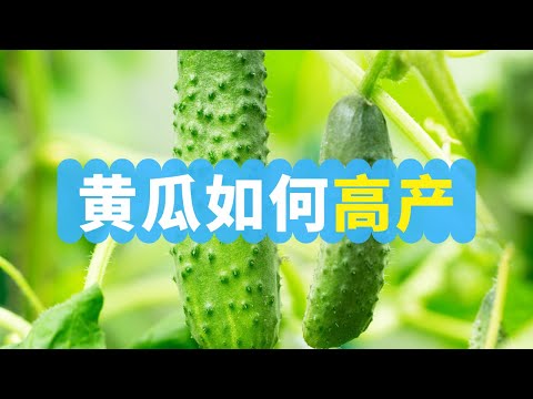 黄瓜如何高产：施肥，浇水，修剪，采收！黄瓜要人工授粉吗？