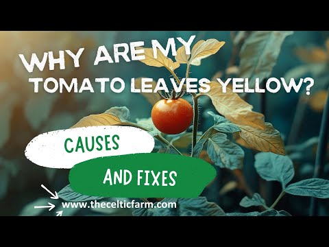 How to Fix Yellow Leaves on Tomato Plants | Top Tips for Healthy Tomato Growth