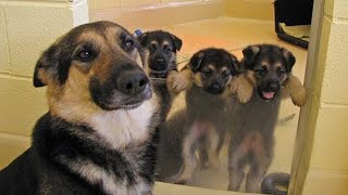 Funny and Cute German Shepherd Puppies Compilation   Puppy Videos 2024