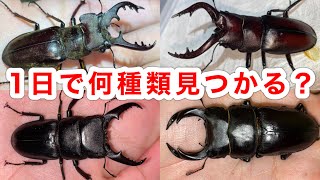 【奇跡】1日本気出したらクワガタとカブトムシは何種類採れるのか挑戦したら...