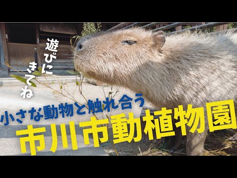 小さくてかわいい動物園が市川にあった。『市川市動植物園』