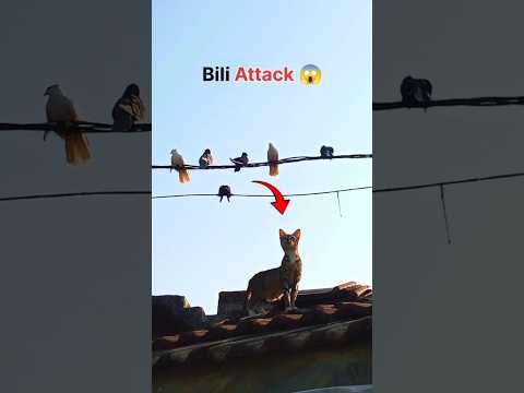 आज तो बिल्ली ने परेशान कर दिया था 😱 || Bili Attack Pigeon || #pigeon #kabootar #catattack #shorts