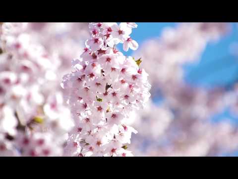 Cherry Blossoms in Hirosaki 桜の弘前城 2019 4K