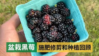 Growing Blackberries in Containers | 好吃的黑莓，用盆也可以栽培，看我施肥修剪和一年多的种植回顾