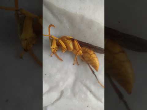 i saved yellow paper wasp 😲#shorts #youtubeshorts