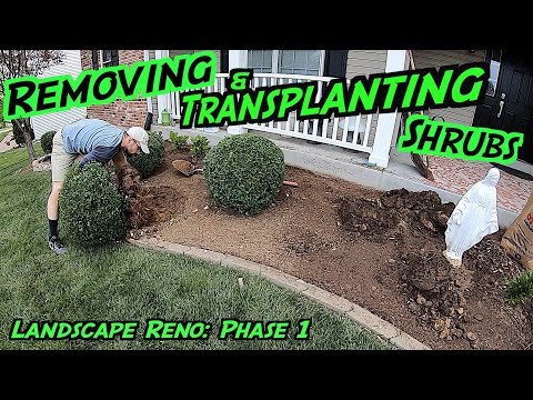 Transplanting, Pruning, & Removing Shrubs | Landscaping Renovation: Phase 1