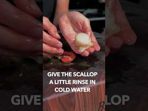 Live Scallops