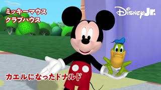 🏠ミッキーマウス クラブハウス｜カエルになったドナルド｜@disneyjuniorjp