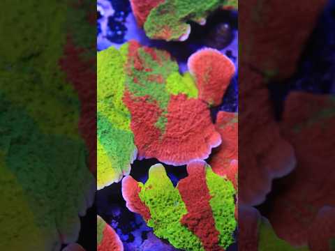 The Mind Melt Montipora! Triple Grafted Cap! #corals #aquarium #shorts