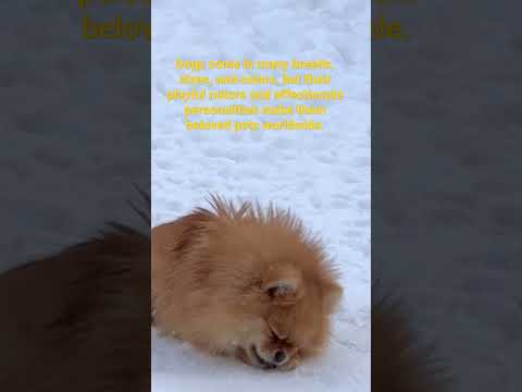 Dogs playing in snow with / Dog short videos/ #shorts #dog #puppy