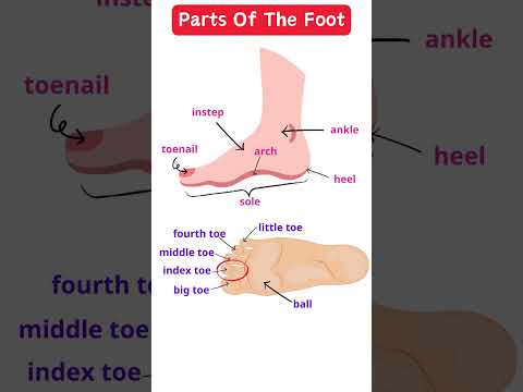 Parts Of The Foot : instep, ach, sole, ankle, heel, toenail, toe, ball...