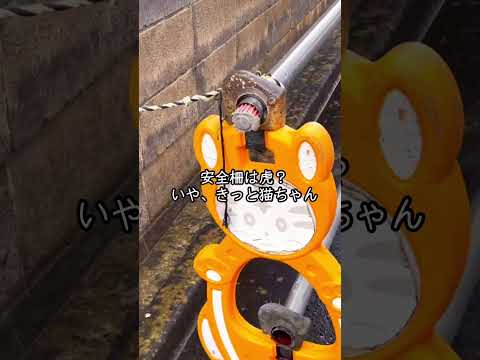 猫。飼いたいが汚部屋だから飼えないズボラ主婦。猫島へ行く。#shorts