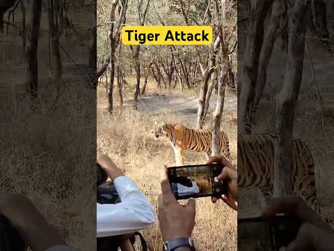 Tiger Attack 😱 Ranthambore National Park #shorts #tiger #tigerattack