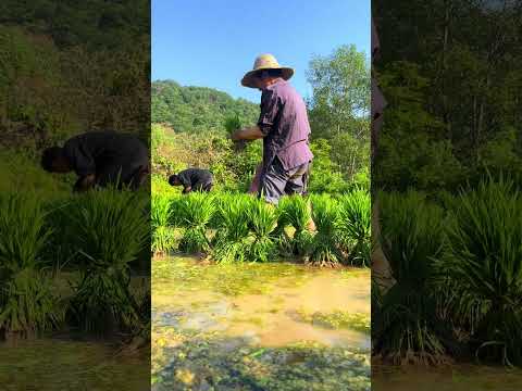 Rural Life, Country Life, Village life 当你觉得累了就来乡下走走吧，听听田间鸟叫和蛙声，看看田间风景。#拾光 #乡村生活 #乡野田间