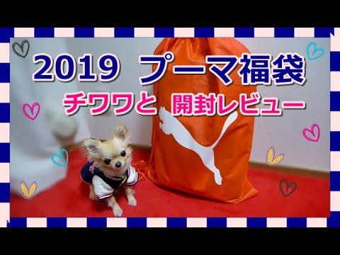 2019プーマ福袋🏃チワワと開封レビュー📢～Open 2019 Puma  Lucky Bag  with Chihuahua