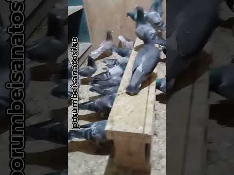 Porumbei la masa de seara #pigeon #porumbei #music #pigeonlover