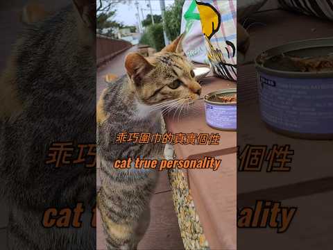 cat true personality #cat #kitten #funny 乖巧圍巾的真實個性 #萌系 #可愛 #貓咪