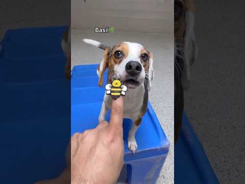 How dogs react to a Bumble Bee at dog daycare! ​⁠@jibydogcrew