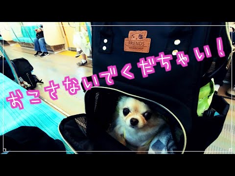 電車好きチワワ🐶🚆自分でリュックに入る🎒江ノ島ビーチで大はりきり🌊続編〜Chihuahua  enters the backpack herself🎒 Enoshima beach⛵️