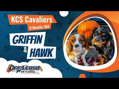 Griffin & Hawk  | 9mo. KCS Cavaliers | Best Dog Trainers in Faifax | Off Leash K9 Training