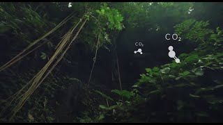 IOTA, Distributed Ledger Technology, in Protecting our Rainforests