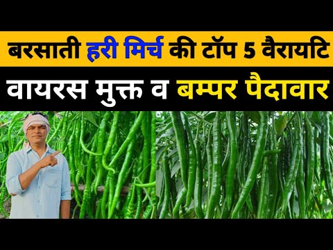 mirch ki kheti।green chilli Top 5 hybrid variety।मिर्च की उन्नत किस्में।green Chilli top variety