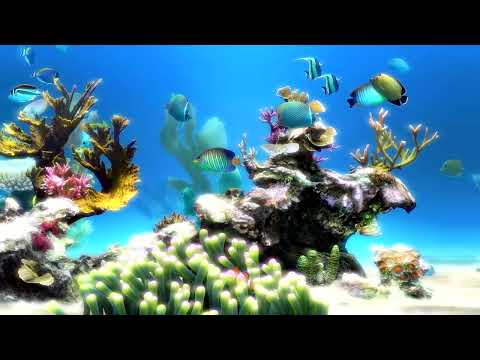 Fish Tank Aquarium Underwater | 6 Hours | No Music Only Water Sounds | SLEEP & FOCUS Screen Saver