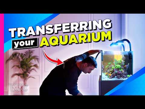 Reef Tank Relocation Made Easy | Pro Tips to Ensure Your Tanks Survival