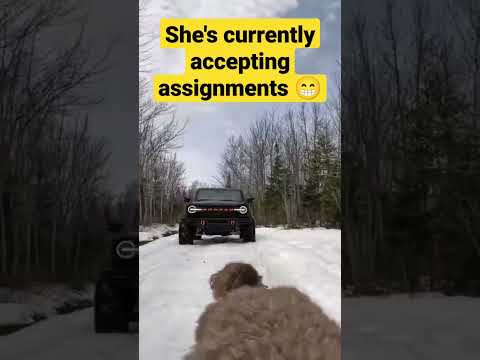 Lazy DOG not pulling her weight, Then THIS HAPPENS 😳🐕📽️ #shorts #dogs #offroad