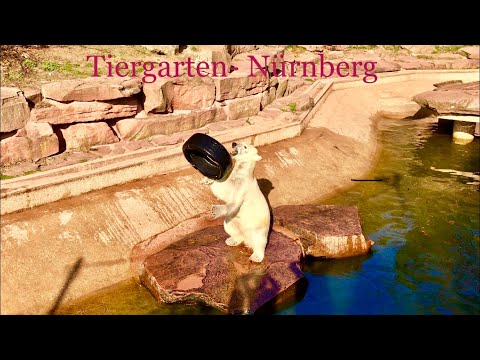 Tiergarten Nürnberg | Zoo Nuremberg 2019