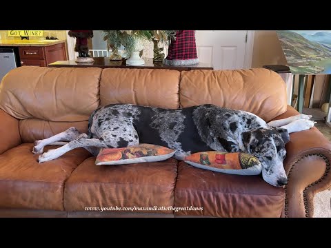 Comfy Great Dane Therapy Dog Loves To Stretch Out On The Sofa