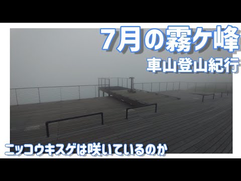 【ドライブ動画】7月の霧ケ峰 車山登山紀行　ニッコウキスゲは咲いているのか