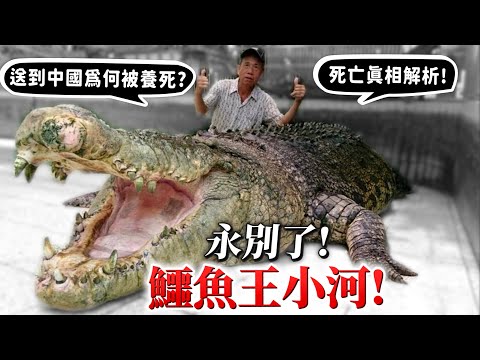 永別了鱷魚王!轉贈中國為何被養死?死亡真相完整解密!當時小河真的完全醫不活了嗎?【許伯簡芝】【簡芝聊聊】