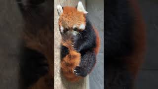 What to do if you encounter a red panda scam? Red Panda Lulu