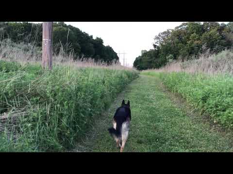 Deer and Rabbit Encounter! Off-Leash German Shepherd chasing a wild rabbit!  ep176