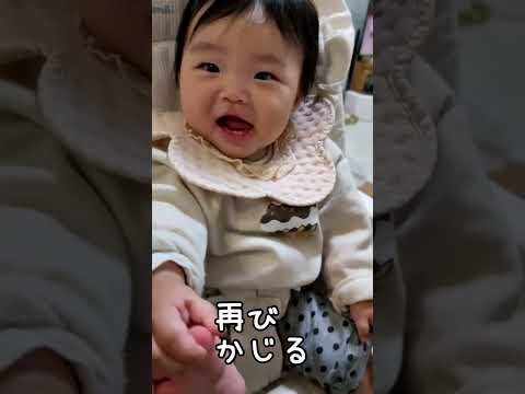 歯固めの代わりにテーブルを齧る0歳児【267Days】 #baby