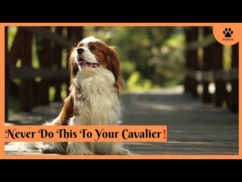 5 Things You Must Never Do To your Cavalier King Charles Spaniel