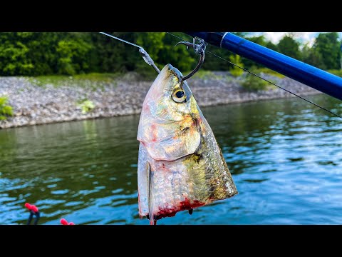 How to Catch Loads of Catfish Below A Dam