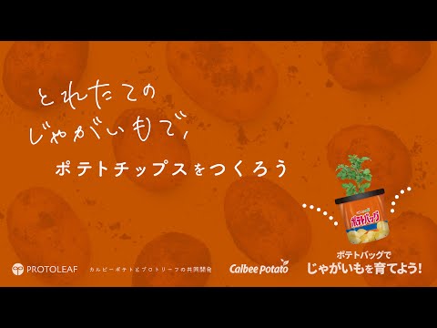 【ポテトバッグ】お料理編 〜ポテトチップスをつくろう〜