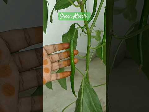 మా ఇంట్లోపచ్చిమిరపకాయల చెట్టు🤩GreenMirchi #viralshorts #mirchi#chilli #mirchiplant