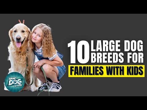 Top 10 Best Large Dog Breeds For Families With Children