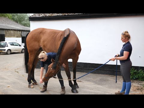 Horse Exercises | Lateral Stretch 1