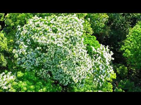 大溪 大艽芎古道桐花空拍  May  2019