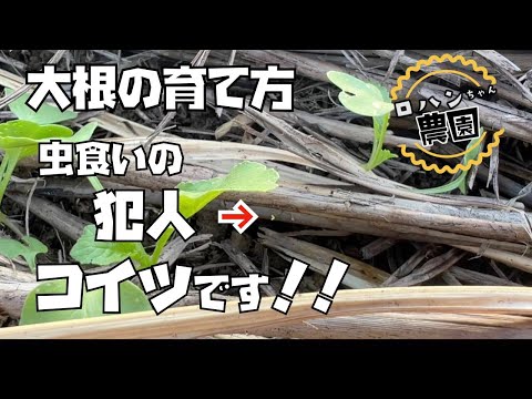 コイツには要注意！！【【大根の育て方】【おでん大根】【有機】【家庭菜園】