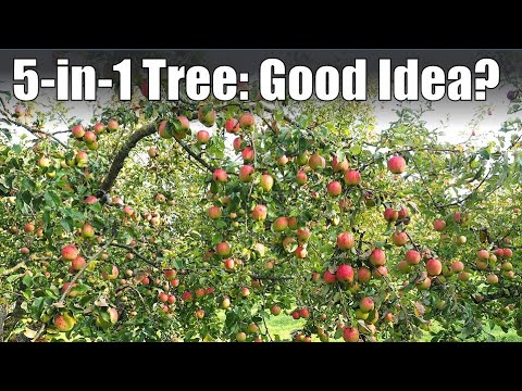 Is the 5-in-1 Apple Tree a Good Idea?