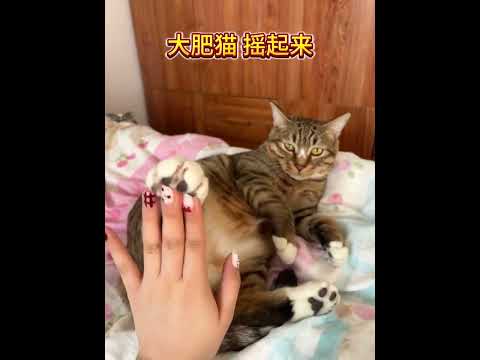 大肥猫 摇起来。Big fat cat shake up.#cat #catcute #小猫咪 #cute #猫猫 #貓咪 #貓 #pets #animals #寵物