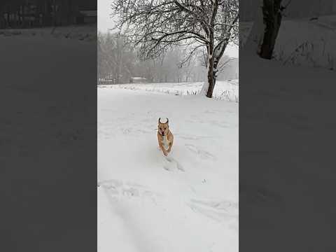 THE FASTEST BOY#dog