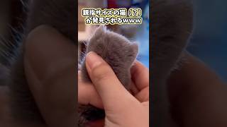 猫の動画見てニヤけたら負けwww #猫 #猫動画 #猫のいる暮らし #ねこ #かわいい #癒し #2ch動物スレ