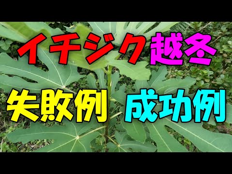 【イチジク】イチジク越冬、失敗例、成功例